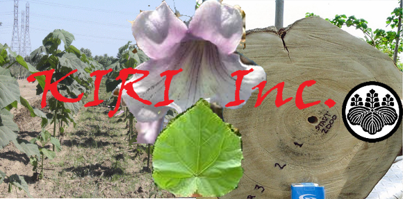 The Kiri Tree - Kiri Inc. - Sustainable Angels